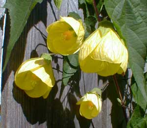 Abutilon Darwinii
